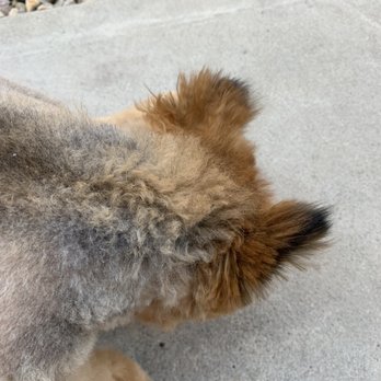 Canine Image - Pet Groomers Near Me - San Diego, California Canine Image - Pet Groomers Near Me - San Diego, California