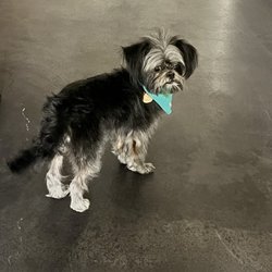 Cute Cuts for Mutts - This was after her first trip...