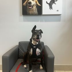 Leander Veterinary Clinic - Dog at Vet in chair