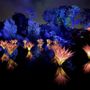 Photo of San Francisco Botanical Garden