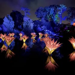 San Francisco Botanical Garden - Lightscape event at SFBG - 12/7/25