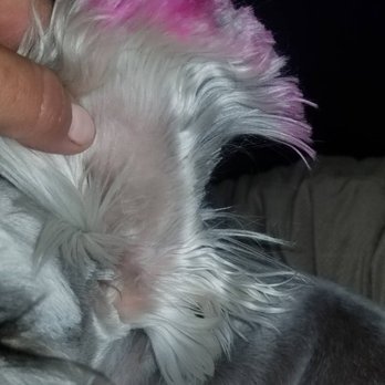 Natural Instincts Healthy Pet Center - This is her left ear with the huge chunk cut out. No explanation and not even told about it. So disappointing. - Pet Stores Near Me - Alpine, California