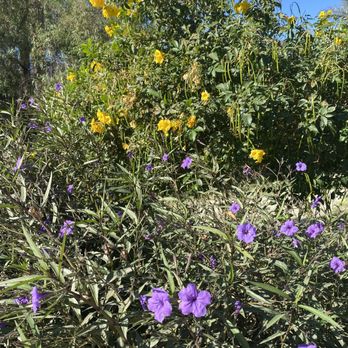 Shields Date Garden - Fruits & Veggies Near Me - Indio, California Shields Date Garden - Fruits & Veggies Near Me - Indio, California