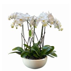 Muscari Flowers And Events - Orchids garden