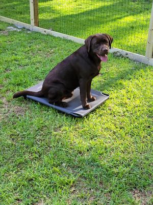 【 dog.woof  】 Woof Washer 360 Dog Washing Station - Adjustable for Small