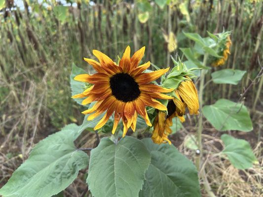 HYSTERIA at Connors Farm by null