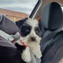 Photo of Ruff Cuts Pet Grooming