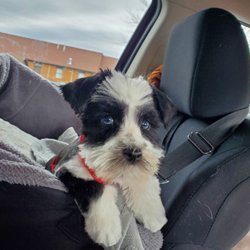Ruff Cuts Pet Grooming