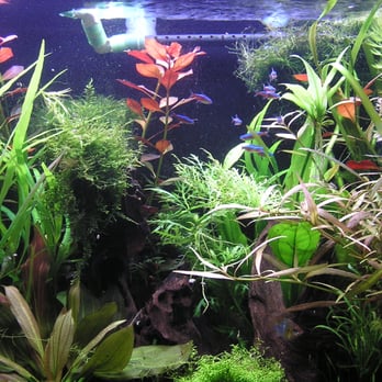 Reef Tropical Fish - Some plants and fish I bought at the Reef - Local Fish Stores Near Me - Anaheim, California Reef Tropical Fish - Some plants and fish I bought at the Reef - Local Fish Stores Near Me - Anaheim, California