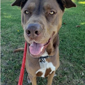 Fire Hydrant Pet Sitting - Pet Sitting Near Me
