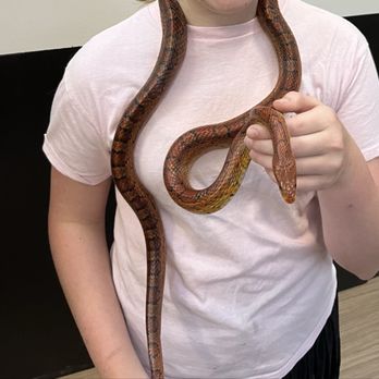 My Three Chambered Heart - Corn snake - Museums Near Me - Gum Spring, Virginia My Three Chambered Heart - Corn snake - Museums Near Me - Gum Spring, Virginia