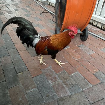 Garbo's Grill - Rooster on the loose - Food Trucks Near Me - Key West, Florida
