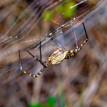 Serve Pest Control - spider exterminator - Pest Control Near Me - Provo, Utah Serve Pest Control - spider exterminator - Pest Control Near Me - Provo, Utah