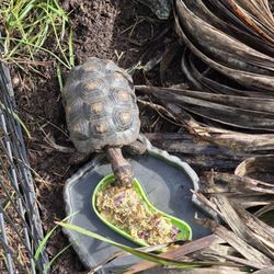 South Florida Wildlife Center