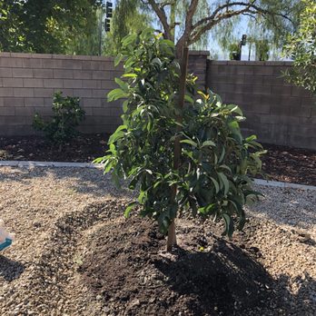 Atkins Nursery - a small tree in the middle of a pile of dirt - Nurseries & Gardening Near Me - Fallbrook, California