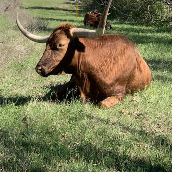 Austin East Koa - Beautiful creatures! - RV Parks Near Me - Austin, Texas