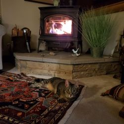 Hmi Fireplace Shops - Hooty our cat loves it to.