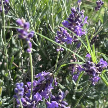 Twin Creeks Lavender - Pick Your Own Farms Near Me - Williamston, South Carolina Twin Creeks Lavender - Pick Your Own Farms Near Me - Williamston, South Carolina