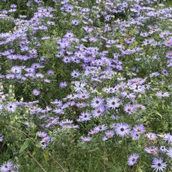 Sugar Loaf Mountain Herbs - Beauty and natural.