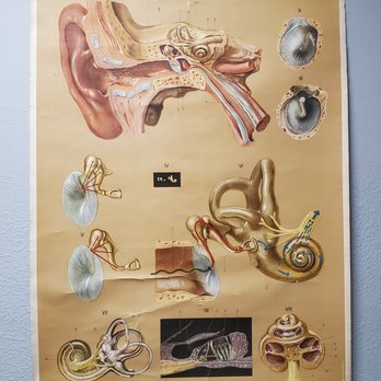 Austin Hearing Aid Center - Ear Anatomy Chart #AHAC #audiology #ears #hearing - Audiologist Near Me - Austin, Texas Austin Hearing Aid Center - Ear Anatomy Chart #AHAC #audiology #ears #hearing - Audiologist Near Me - Austin, Texas