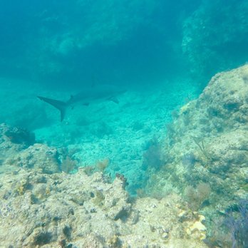 Sail Fish Scuba - Scuba Diving Near Me - Key Largo, Florida