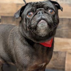 Zeus Barber Pets Spa - Hercules