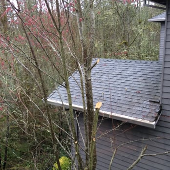 Inexpensive Tree Care - Dull equipment caused the need for 1 side of the tree's branches to be removed killing our tree. - Tree Services Near Me - Warren, Oregon