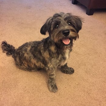 Dirty Dog - Looking great after his first hair cut! - Pet Groomers Near Me - Austin, Texas Dirty Dog - Looking great after his first hair cut! - Pet Groomers Near Me - Austin, Texas