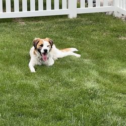 Happy Hound Happy Home Dog Training And Rehabilitation