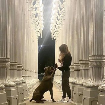 DK Dog Training - Pet Training Near Me - Acton, California DK Dog Training - Pet Training Near Me - Acton, California