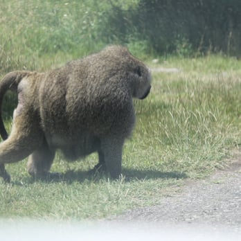 African Lion Safari - Monkey King - Zoos Near Me - Cambridge, Ontario African Lion Safari - Monkey King - Zoos Near Me - Cambridge, Ontario