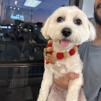 21 Pooch - Maia - Pet Groomers Near Me - Los Angeles, California