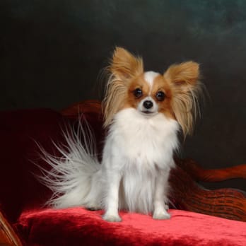 Angell's Canine Spa - Pet Portraits by LaMar Photography. 310-534-3272 26008 Western Ave. Harbor City, CA 90717 We Just Love Pets - Pet Groomers Near Me - Lomita, California Angell's Canine Spa - Pet Portraits by LaMar Photography. 310-534-3272 26008 Western Ave. Harbor City, CA 90717 We Just Love Pets - Pet Groomers Near Me - Lomita, California