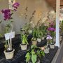 Photo of Orchid Alley Kauai