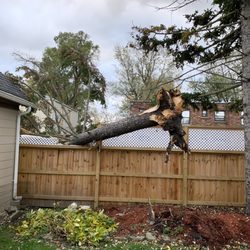 Mays Tree and Stump - Pine tree laying on fence