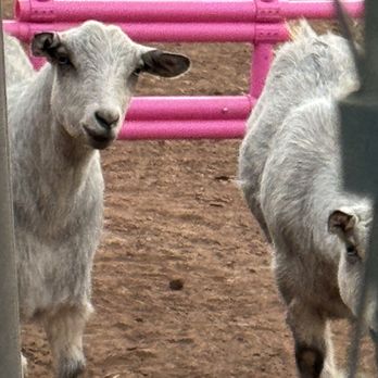 Firefly Grove - Is the goat looking at me or am I looking at the goat? - Farms Near Me Firefly Grove - Is the goat looking at me or am I looking at the goat? - Farms Near Me