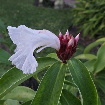 Casa Mission - Garden - Seafood Near Me - Cozumel, ROO