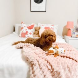 Bubble Puppies Grooming Boutique
