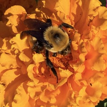 Topaz Farm - Bumble bee - Farmers Market Near Me - Portland, Oregon
