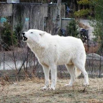 Toronto Zoo - Zoos Near Me - Toronto, Ontario Toronto Zoo - Zoos Near Me - Toronto, Ontario