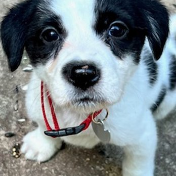 Angels Among Us Pet Rescue - River when we brought him home. - Animal Shelters Near Me Angels Among Us Pet Rescue - River when we brought him home. - Animal Shelters Near Me