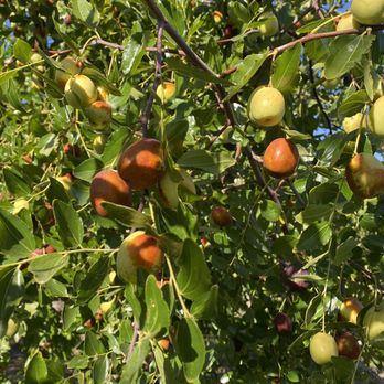 Eden Four Seasons Farm - The browner the jujube, the sweeter and riper it is - Farms Near Me - Lucerne valley, California Eden Four Seasons Farm - The browner the jujube, the sweeter and riper it is - Farms Near Me - Lucerne valley, California