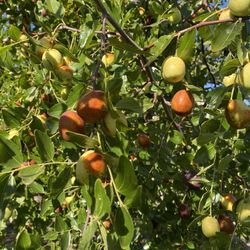 Eden Four Seasons Farm - The browner the jujube, the sweeter and riper it is