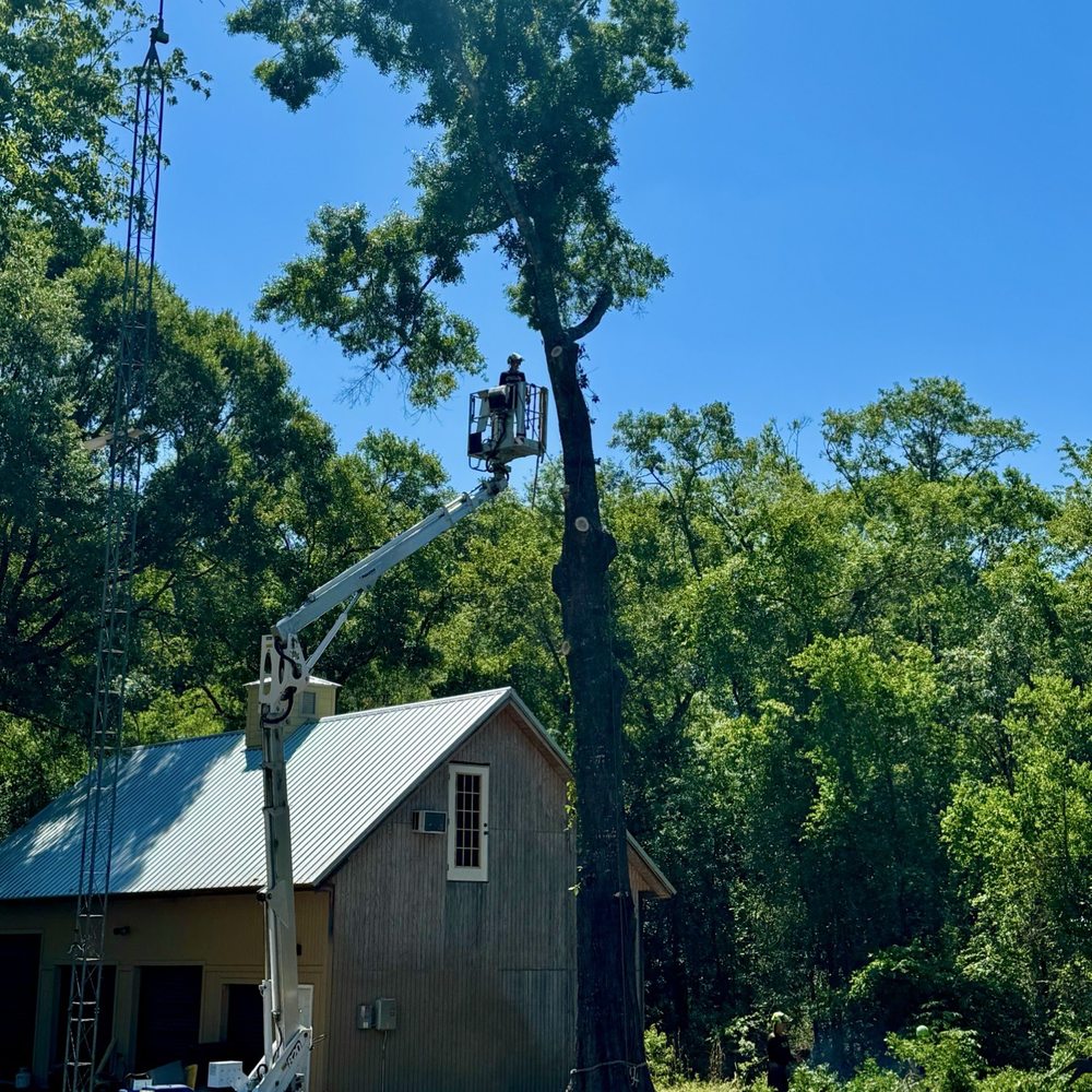 True Cut Tree Service - Tree Services Near Me - Gainesville, Florida True Cut Tree Service - Tree Services Near Me - Gainesville, Florida