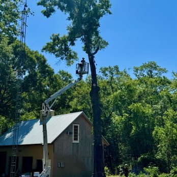 True Cut Tree Service - Tree Services Near Me - Gainesville, Florida