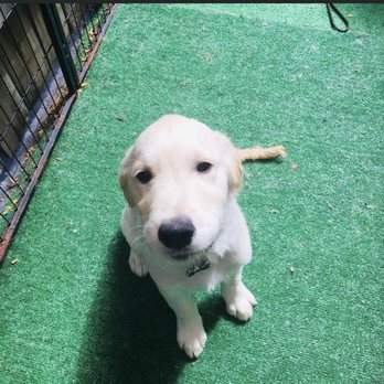 Dog Training Now - Pet Training Near Me - Hoffman Estates, Illinois