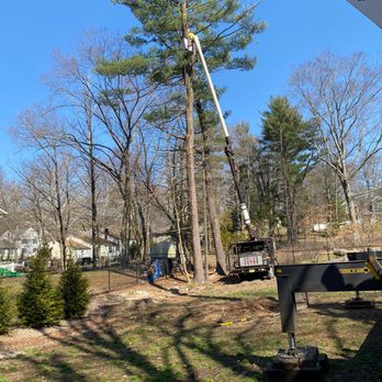 Black Bear Tree Services - Tree Services Near Me - Montvale, New Jersey