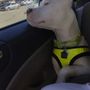 Photo of Roice-Hurst Humane Society