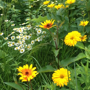 Garden In the Woods - Botanical Gardens Near Me - Framingham, Massachusetts