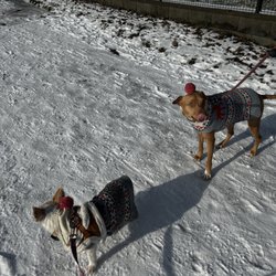 Feathers and Fur Express - Matching outfits makes this cold walk better.